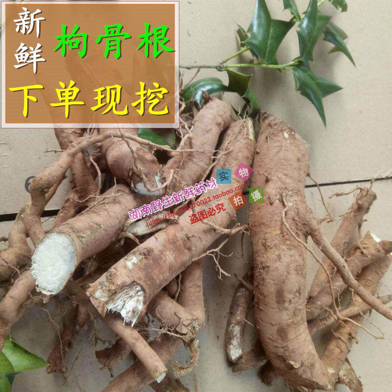 山上现挖新鲜枸骨根药材 羊角刺根老虎刺根 叶 八角刺根2斤包邮