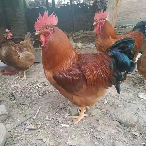 笨鸡东北笨鸡味道鲜美