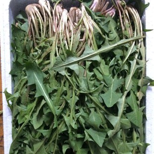 东北山菜新鲜婆婆丁蘸酱菜现挖现卖口感微苦500克1份包邮顺丰