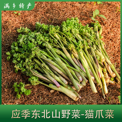 东北山菜山野菜猫爪子野菜新鲜蘸酱菜500克包邮顺丰