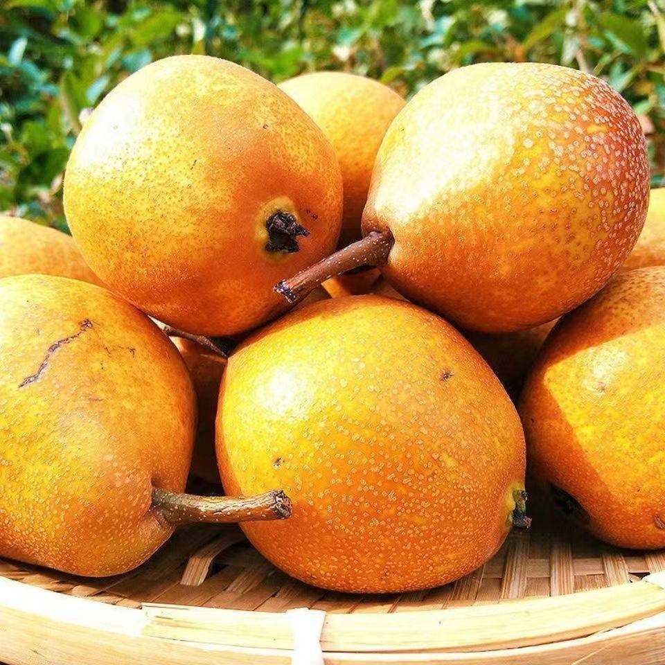 东北尖把梨 酸甜可口 三斤包邮顺丰,水产肉类/新鲜蔬果/熟食,甜瓜,淘宝优惠券,粉丝福利购,淘宝优惠卷