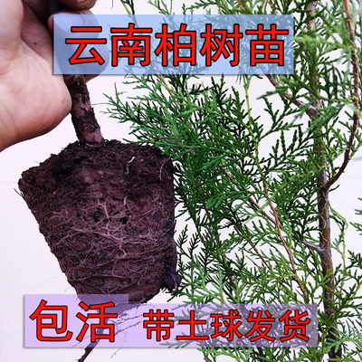 侧柏造林绿化盆景树苗量大从优