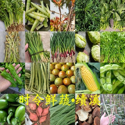 绩溪农家土菜 新鲜现摘蔬菜盲盒 露天种植马铃薯时令野菜水芹春笋