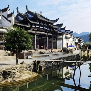 龙须茶绩溪龙川景区茶叶龙川雪菊好喝有回甘的特产茶叶