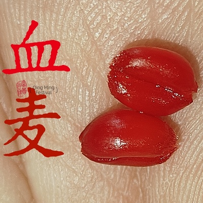 钓鱼谷麦粒诱食魔力血麦鲫鱼鲤鱼