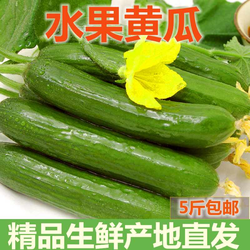 现摘现发5斤整箱孕妇蔬菜小黄瓜