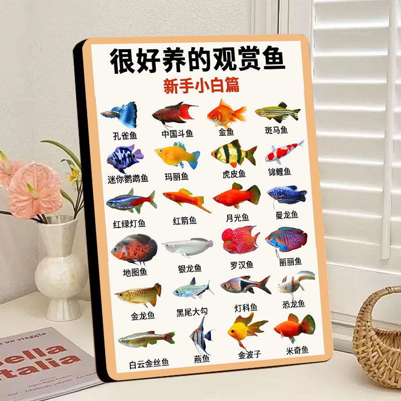 新手好养观赏鱼入门科普相框