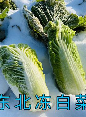 东北冻大白菜新鲜蔬菜当季趴了颗大白菜农家自种大白菜5斤切块