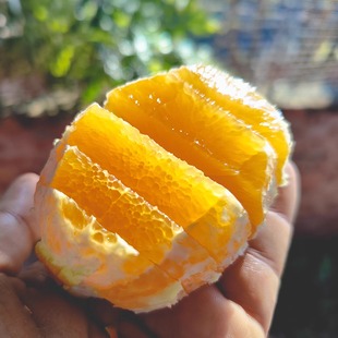 新鲜水果热带水果攀枝花红格脐橙纽荷尔送礼礼盒果冻橙带箱10斤