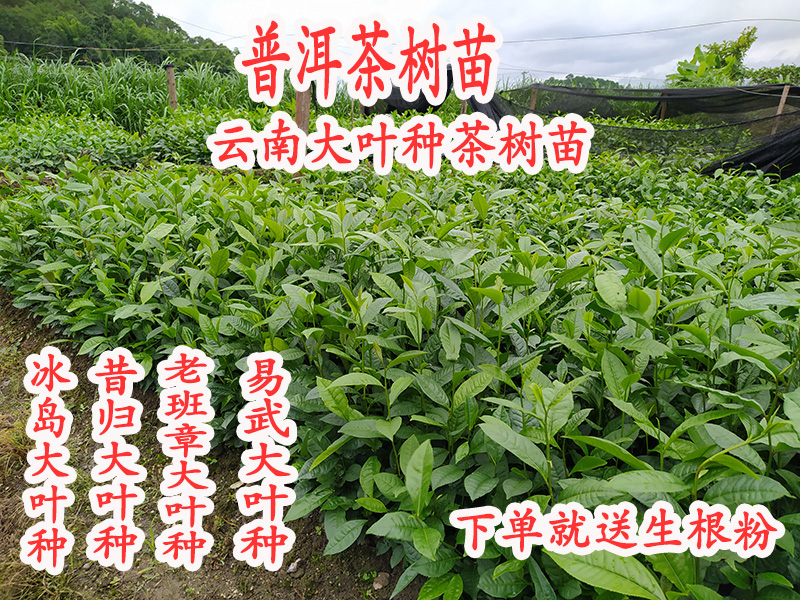 名贵茶树苗大叶种普洱茶