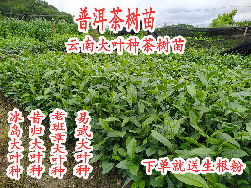 名贵冰岛古树大叶种茶树苗勐库茶树苗云南大叶种滇红普洱茶非油茶-封面