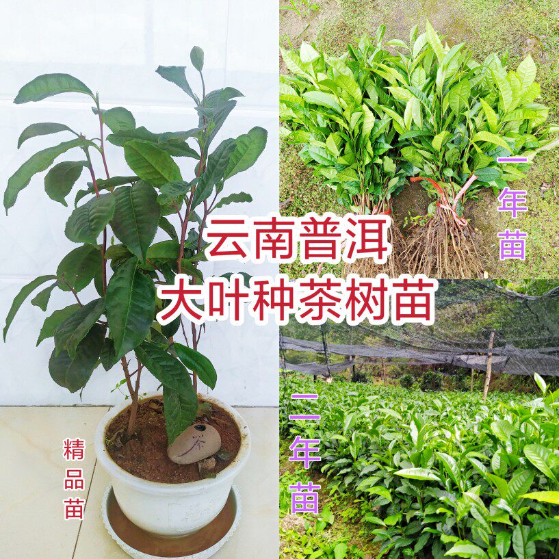 南方茶树苗云南大叶种普洱茶苗