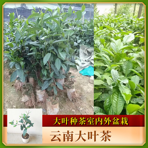 普洱茶苗茶籽茶种子大叶种茶果