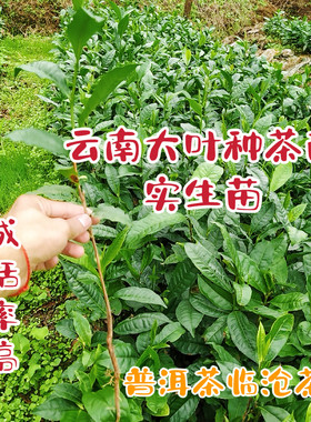 勐库茶苗冰岛茶苗老班章