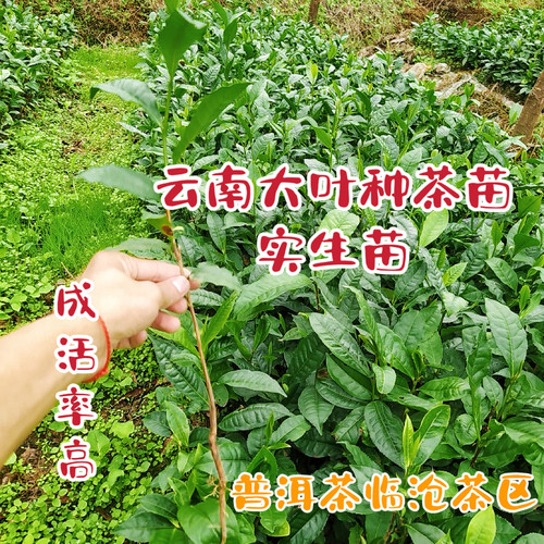 大叶种山地种植茶园种植发芽早