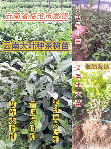 乔木普洱茶云南大叶种茶叶苗精品好茶源头茶叶苗精品常绿叶片大