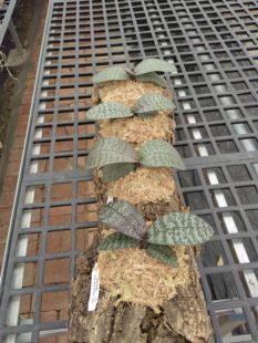 板植西雷丽【虎斑西】趣味蝴蝶兰室内高档兰花基地直发