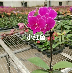 2.8寸杯成熟中苗品种齐全不带花剑室内高档花卉四季好养直发