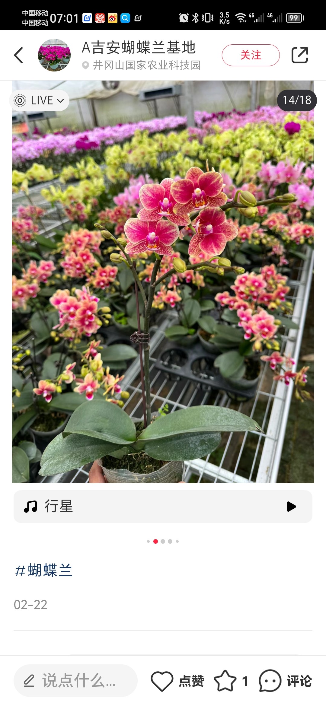蝴蝶兰苗带花剑 2.8 寸杯金蝶 盆栽室内客厅桌面绿植花卉四季好养
