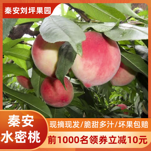 正宗秦安水蜜桃新鲜现摘当季水果整箱甘肃天水甜脆桃子5斤礼盒装