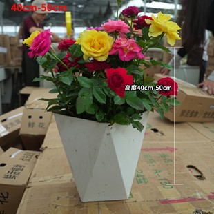 多彩玫瑰花盆栽好40-50cm高四季开花花卉绿植
