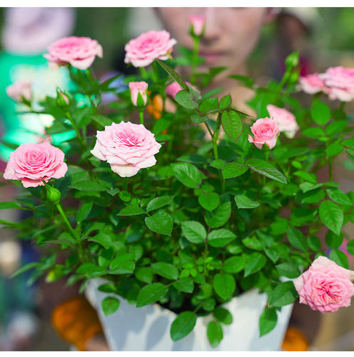 粉色月季仙度瑞拉花苗盆栽玫瑰花苗室内外观花卉绿植