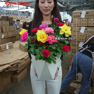 月季盆栽花苞易养活花卉绿植花卉多季节重复开花适合阳台庭院