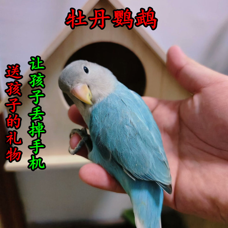 牡丹鹦鹉活鸟手养亲人独立免喂奶紫伊莎紫薰紫闪松蓝闪健康宠物鸟