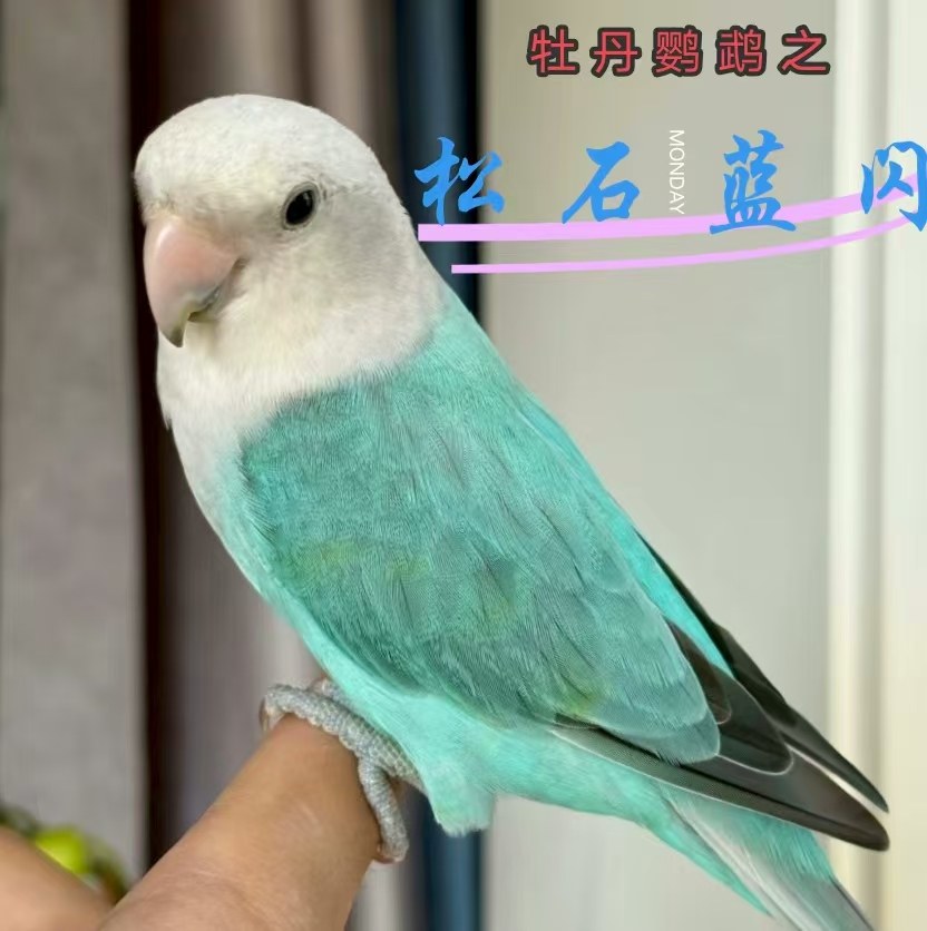牡丹鹦鹉活鸟手养亲人半毛鹦鹉紫伊莎紫薰紫闪松蓝闪宠物鸟包健康