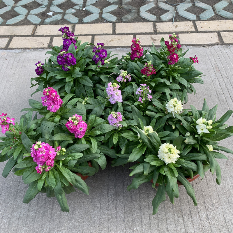 大花紫罗兰盆栽花苗室内阳台庭院秋冬耐寒开花植物花期长香味淡包