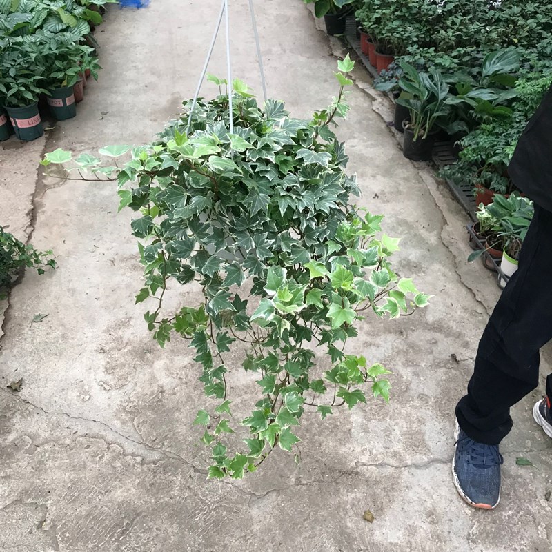 常春藤盆栽植物室内垂吊长春藤吸甲醛四季爬藤常青藤包邮