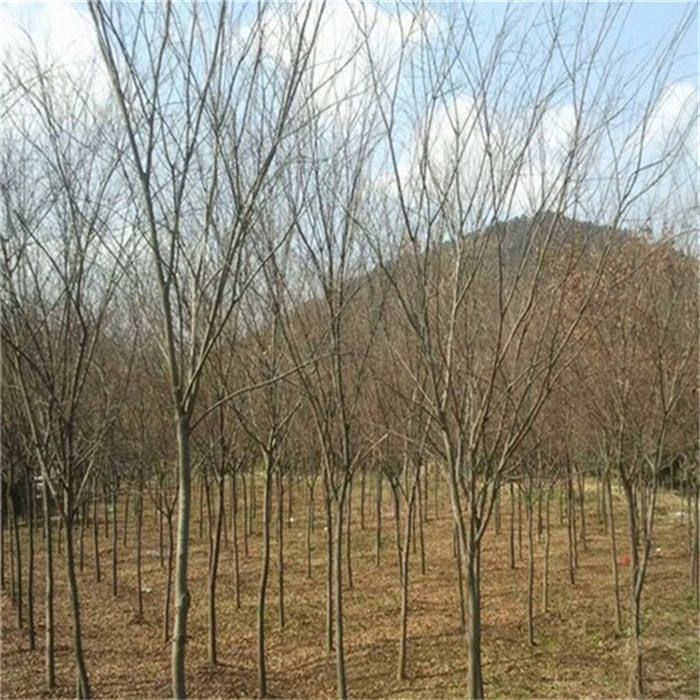 榉树苗规格齐全绿化苗榉树销