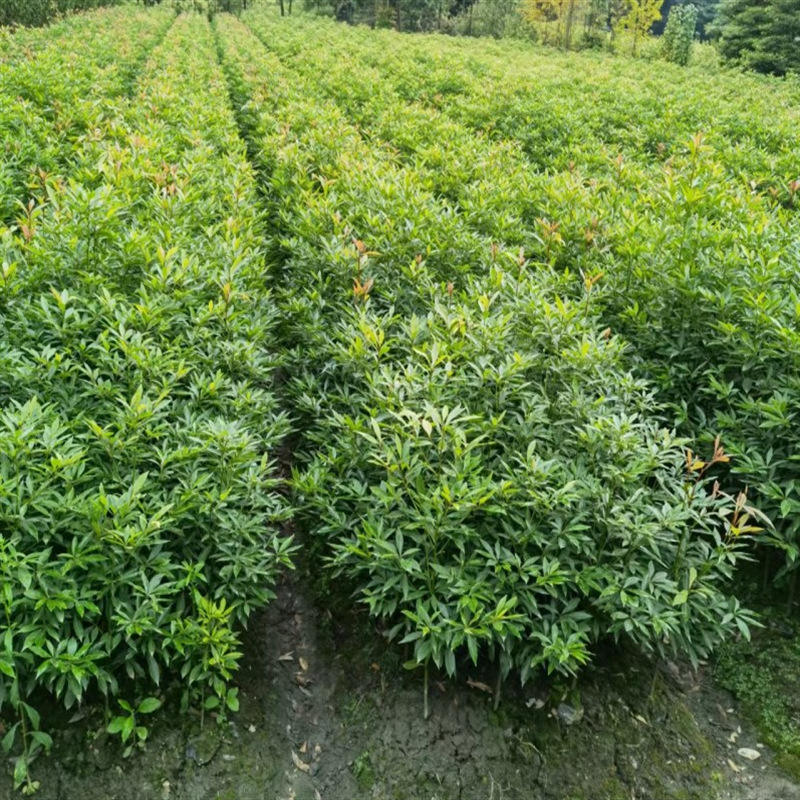 业之欣基地金丝楠木树苗别墅庭