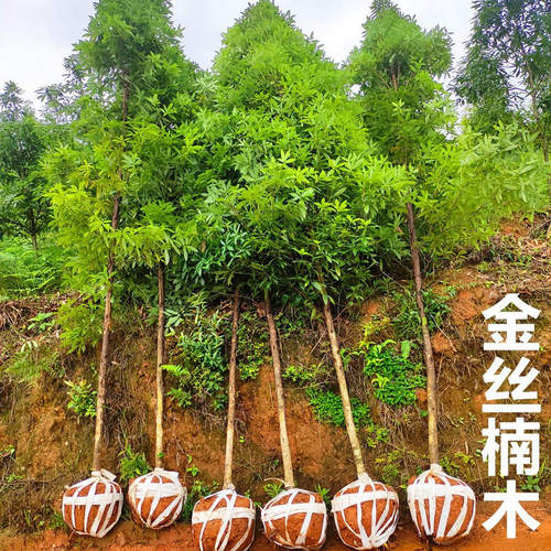 雅安业之欣基地直销金丝楠木绿