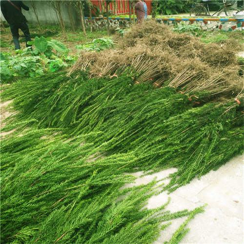 业之欣基地曼地亚红豆杉树苗别