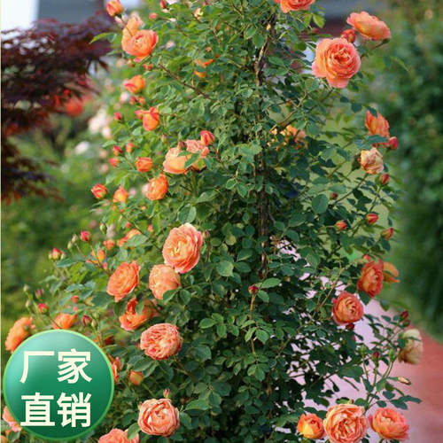 苏绣月季/蔷薇/玫瑰欧洲月季苗
