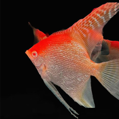 红眼钻石红头燕鱼七彩神仙鱼