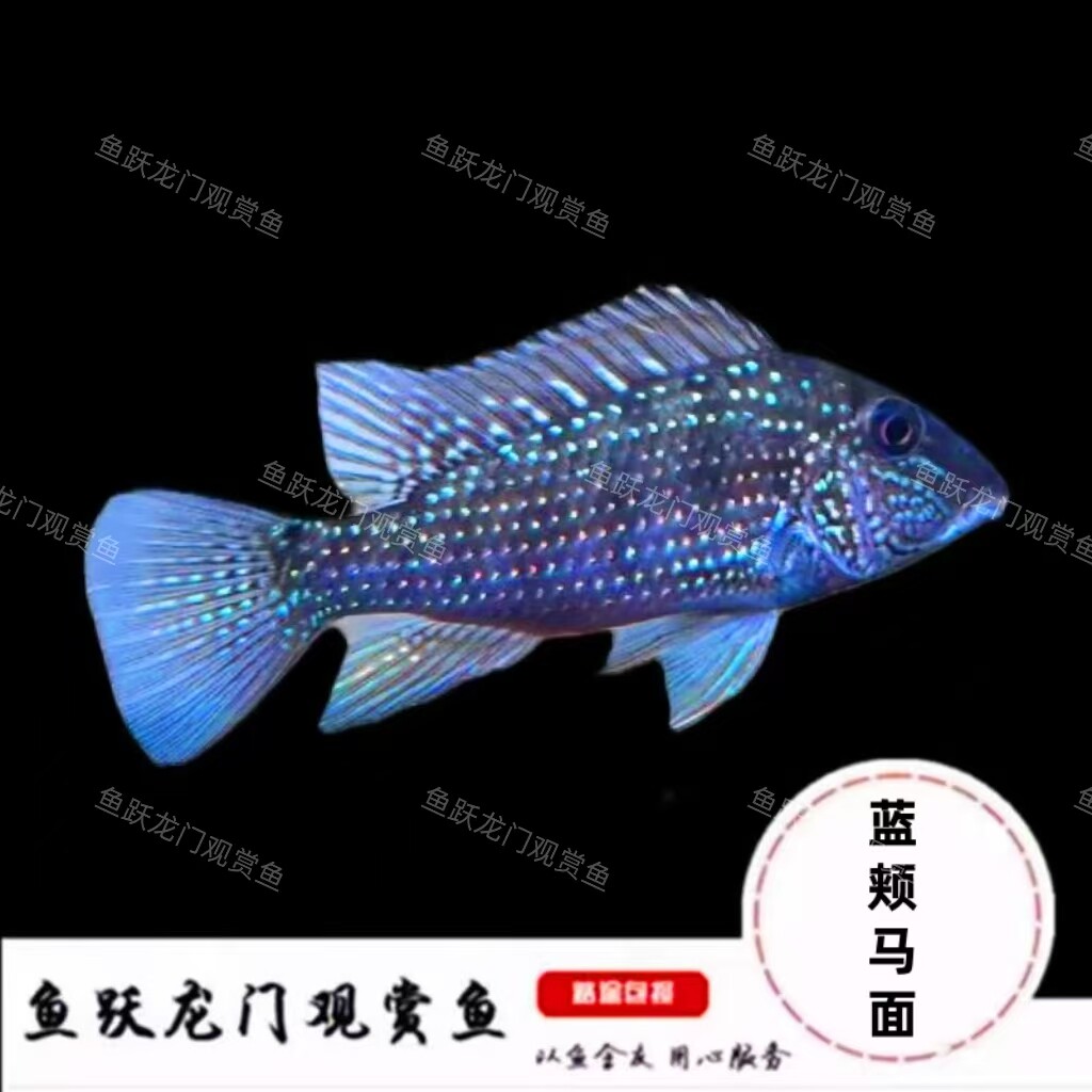 蓝颊马面鱼关刀鱼热带观赏鱼活体鱼稀有鱼