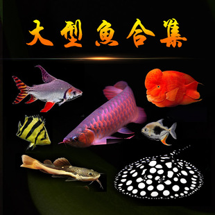 大型热带鱼龙鱼飞凤黑桃银板地图鱼财神鹦鹉鱼招财猫鱼活体合集