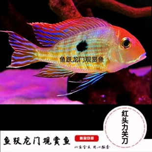 红头力关刀鱼斯威尼关刀鱼热带鱼龙缸配鱼