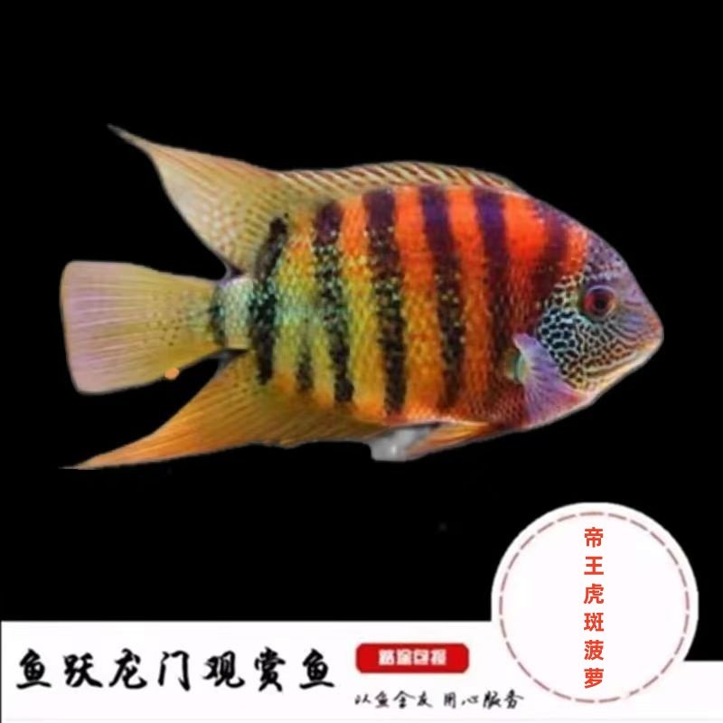 帝王虎斑菠萝鱼热带观赏鱼活体鱼苗喷点菠萝