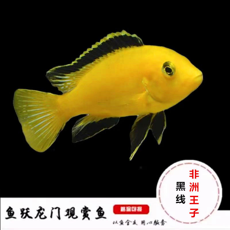 三湖慈鲷鱼马鲷鱼非洲王子鱼黄金王子鱼混养鲷鱼