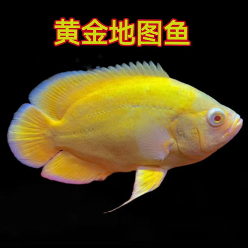 热带鱼黄金地图鱼龙缸配鱼