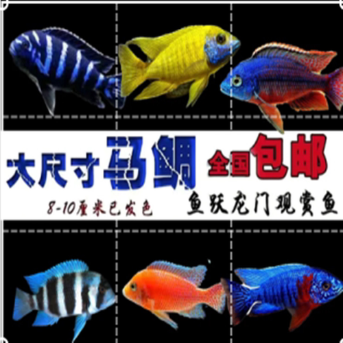 三湖慈鲷马鲷鱼慈鲷鱼埃及艳后鱼