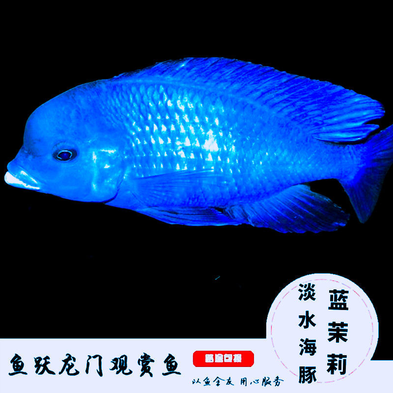淡水海豚鱼蓝茉莉鱼三湖鲷鱼极具观赏价值易养蓝茉莉鱼