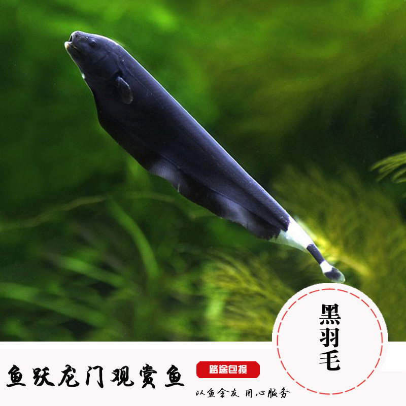 【黑羽毛鱼】大中小型鱼混养淡水鱼热带鱼黑羽毛鱼电鳗鱼宠物鱼