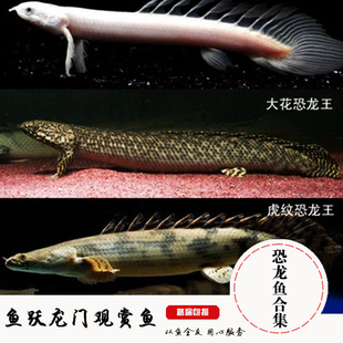 虎纹恐龙王底层草绳恐龙古代龙鱼 大花恐龙王鱼活 白化黄金恐龙王