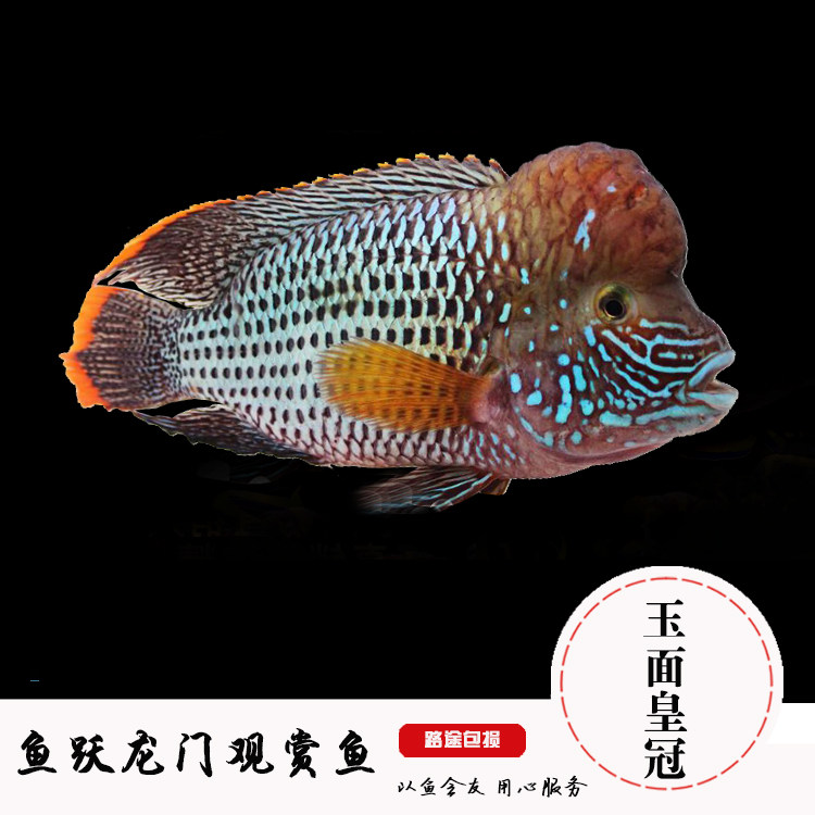 玉面皇冠鱼活体红尾蓝宝石鱼起头皇冠玉面鱼活体热带观赏鱼财神鱼