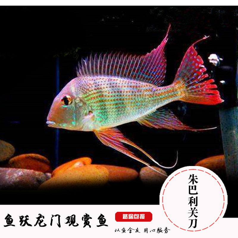 热带观赏鱼南美食土鲷红珍珠关刀朱巴利关刀朱巴力红