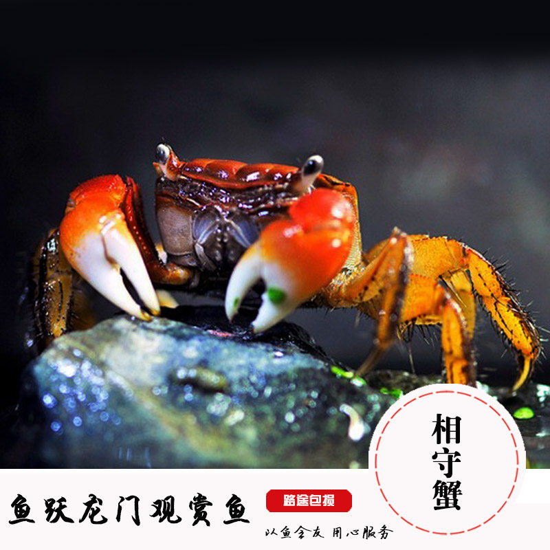 红螯相手蟹观赏蟹宠物蟹红爪蟹淡水螃蟹佛脸蟹好养包活相守蟹活体